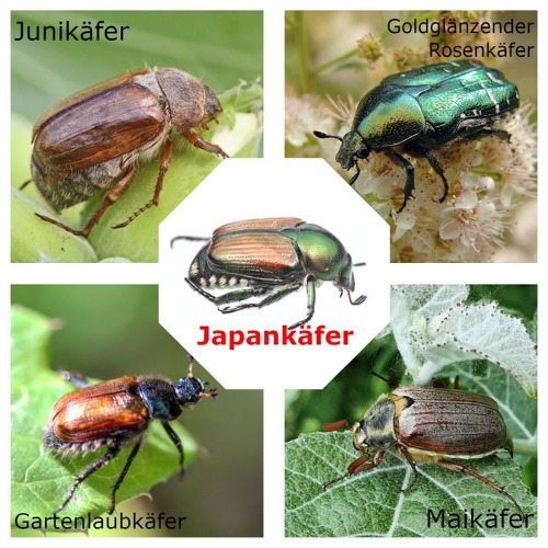 Achtung: Meldepflichtiger Japankäfer