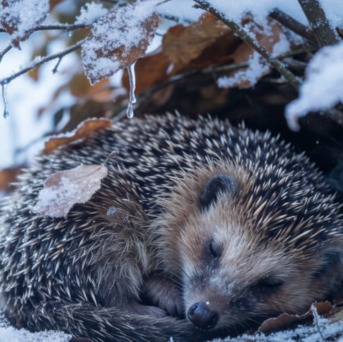 Gartentipp Dezember mit einigen Tricks