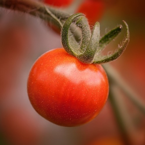 Gartentipp September